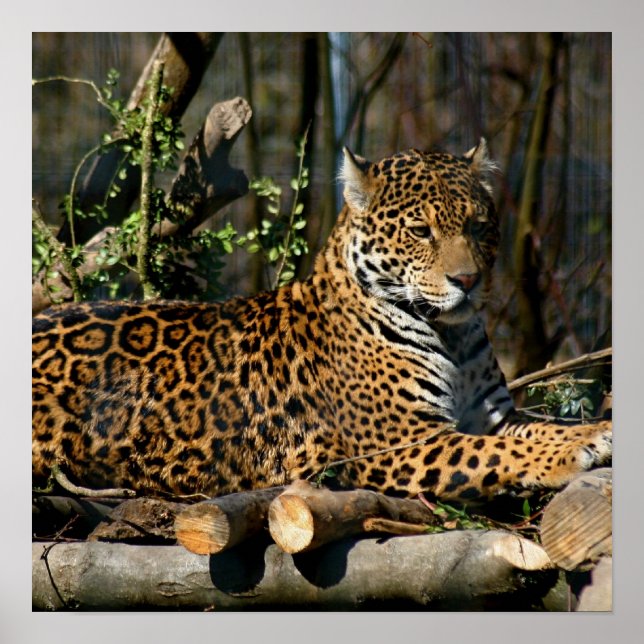 Panthera Jaguar Poster (Front)