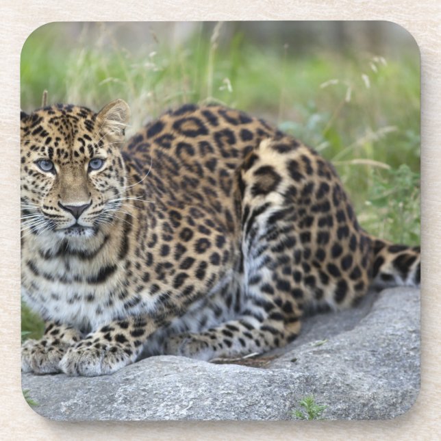 Panthera pardus orientalis coaster (Front)