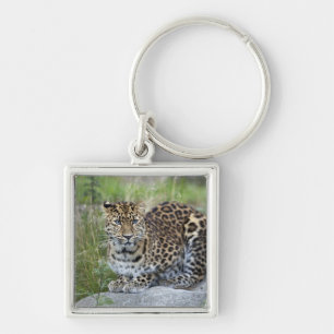 Panthera pardus orientalis keychain