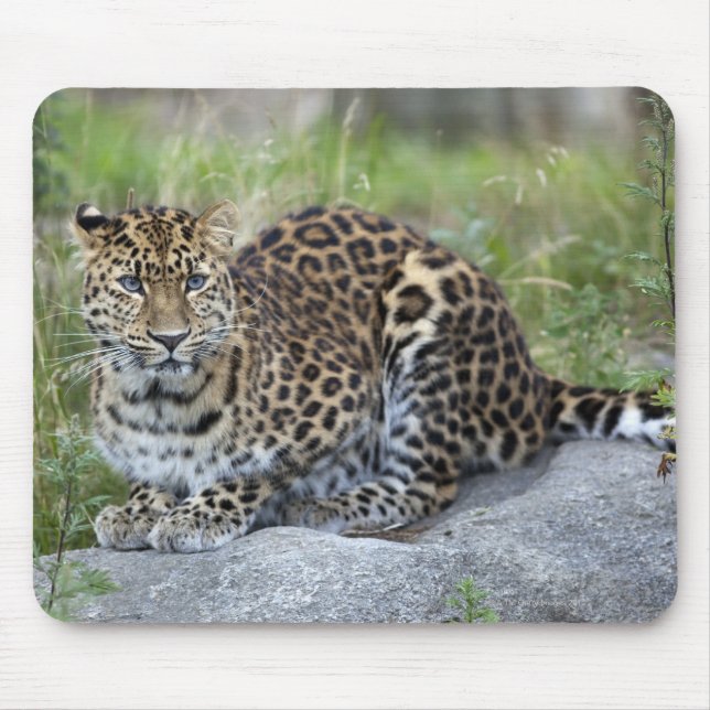Panthera pardus orientalis mouse pad (Front)