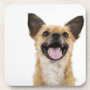 Panting dog coaster