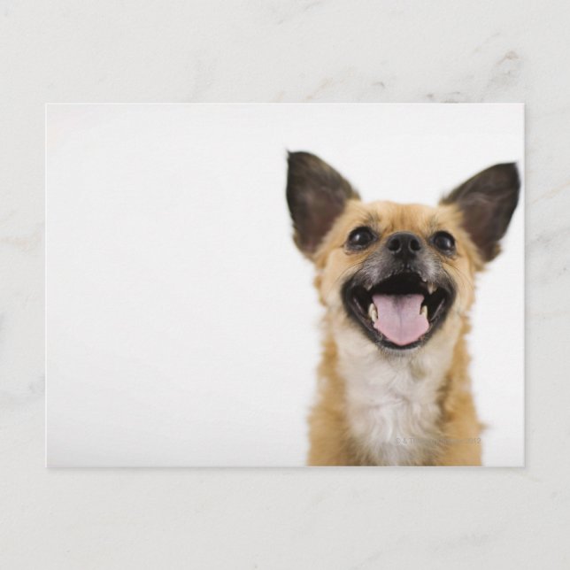 Panting dog postcard (Front)