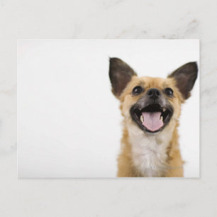 Panting dog postcard