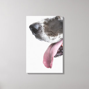 Panting Harlequin Great Dane Canvas Print