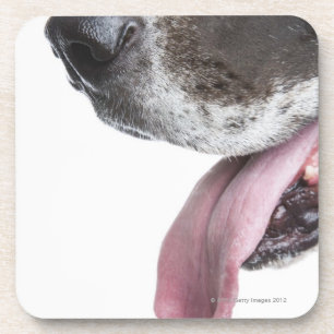 Panting Harlequin Great Dane Coaster