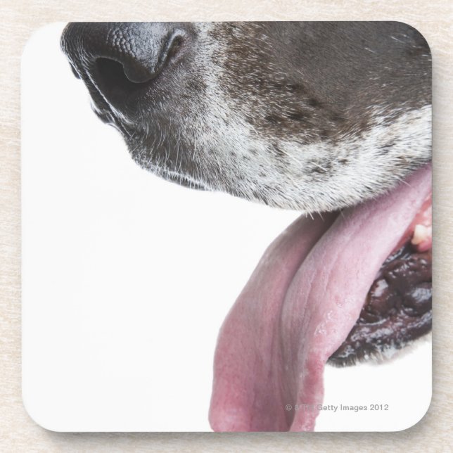 Panting Harlequin Great Dane Coaster (Front)
