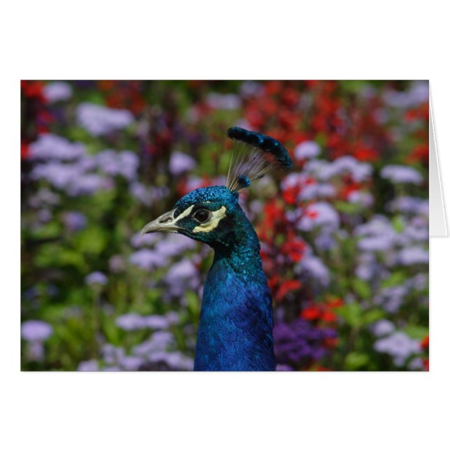 Paon (Devant horizontal)