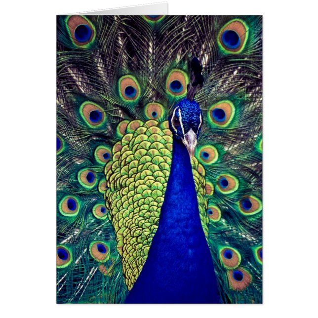 Paon bleu cobalt (Devant)