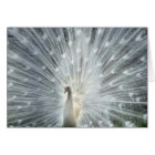 Paon bleu indien blanc rare