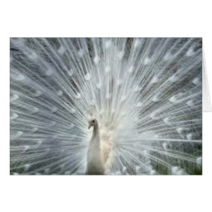 Paon bleu indien blanc rare