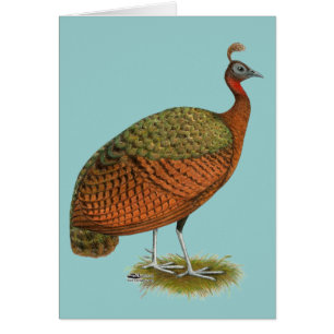 Paon : Congo Peahen