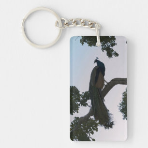 Paon dans l'arbre