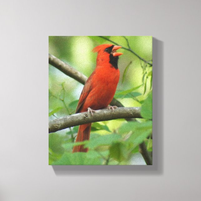 Papa Cardinal Singing! Canvas Print (Front)