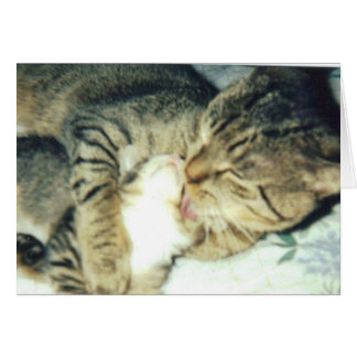 Papa Cat and His Kitten