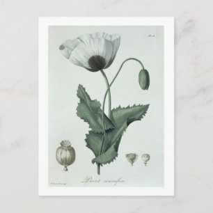Papaver Somniferum from 'Phytographie Medicale' by Postcard