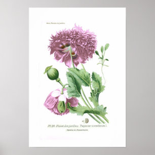 Papaver somniferum (Opium Poppy) Poster