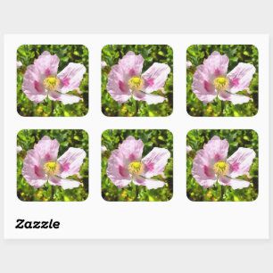 Papaver Somniferum Pink Poppy Art Square Sticker
