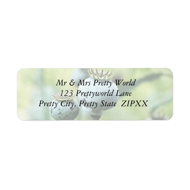 Papaver Somniferum Seed Heads (Front)