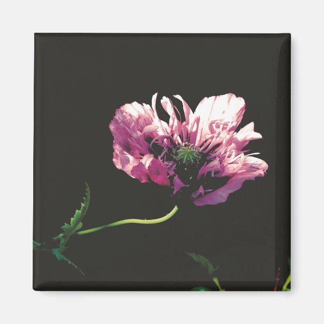 Papaver Sugarplum Magnet (Front)