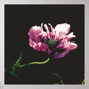Papaver Sugarplum Poster