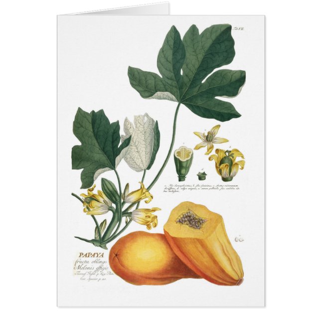Papaye (Devant)