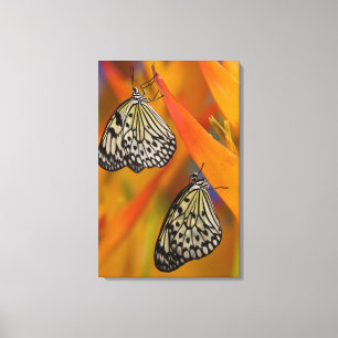 Paper Kite Butterflies (Idea leuconoe) on flower Canvas Print