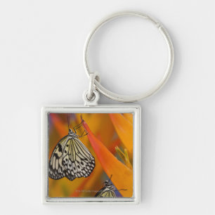 Paper Kite Butterflies (Idea leuconoe) on flower Keychain