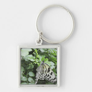 Paper Kite Butterfly (Idea leuconoe) on vine, Keychain