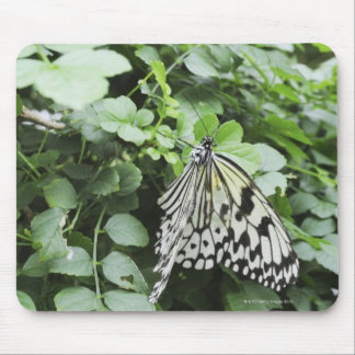 Paper Kite Butterfly (Idea leuconoe) on vine, Mouse Pad