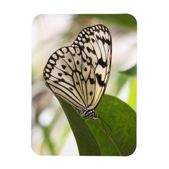 Paper kite butterfly  magnet (Vertical)