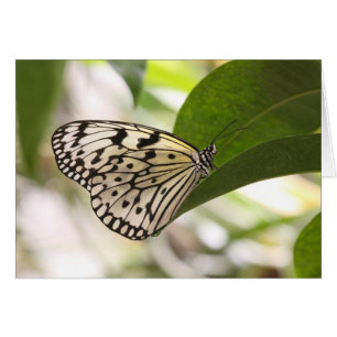 Paper Kite butterfly on a green leaf