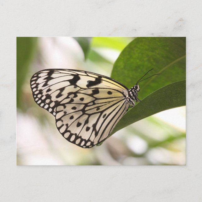 Paper kite butterfly postcard (Front)