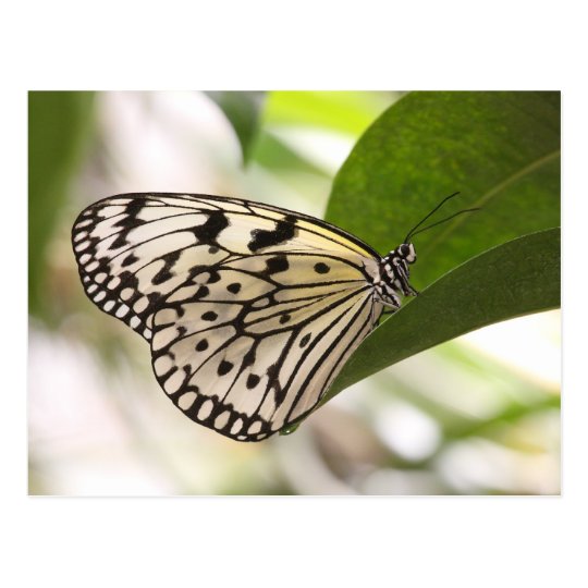 paper kite postcard