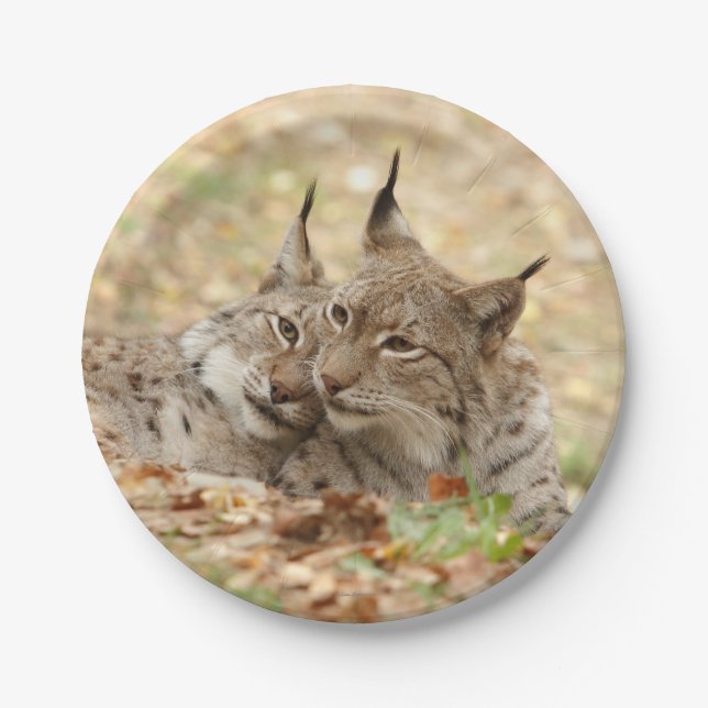 Paper Plane. Photo Lynx. Plate (Front)