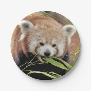 Paper plane Photo red panda 0469. Plate