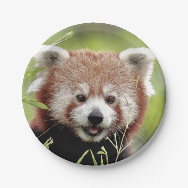 Paper plane Photo red panda 0472. Plate (Front)
