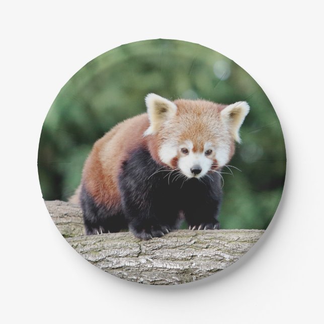 Paper plane Photo red panda 0473. Paper Plate (Front)