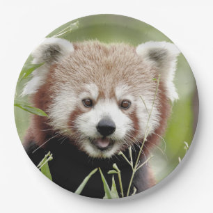 Paper plate photo red panda. Panda roux. Animals.