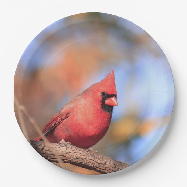 Paper plate with picture of male northern cardinal (Front)