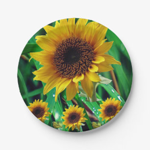 Paper plates Sunflowers