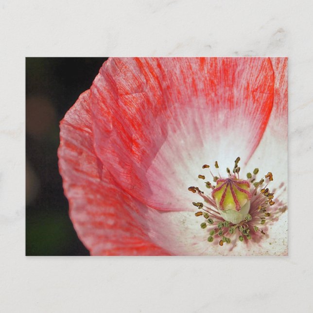 Paper Poppy Postcard (Front)