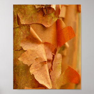 Paperbark Maple Poster