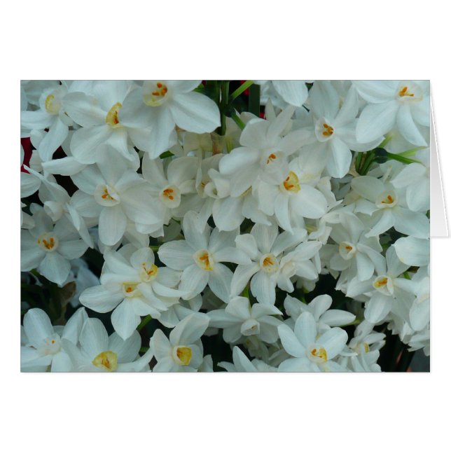 Paperwhite Narcissus Delicate White Flowers (Front Horizontal)