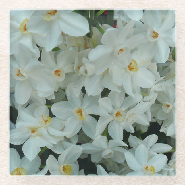 Paperwhite Narcissus Delicate White Flowers Glass Coaster