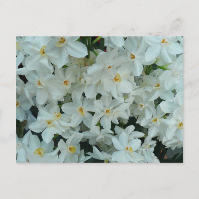 Paperwhite Narcissus Delicate White Flowers Postcard (Front)