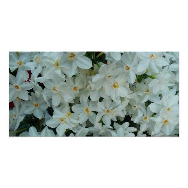 Paperwhite Narcissus Delicate White Flowers Poster (Front)