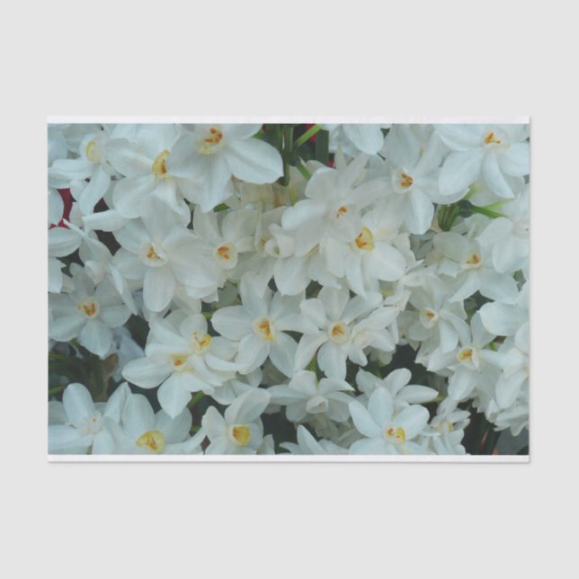 Paperwhite Narcissus Delicate White Flowers Tissue Paper (Front)
