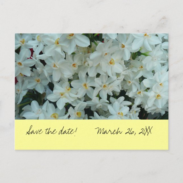 Paperwhite Narcissus "Save the Date" Carte postale (Devant)