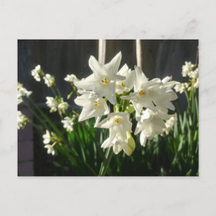 Paperwhites Narcissus Postcard