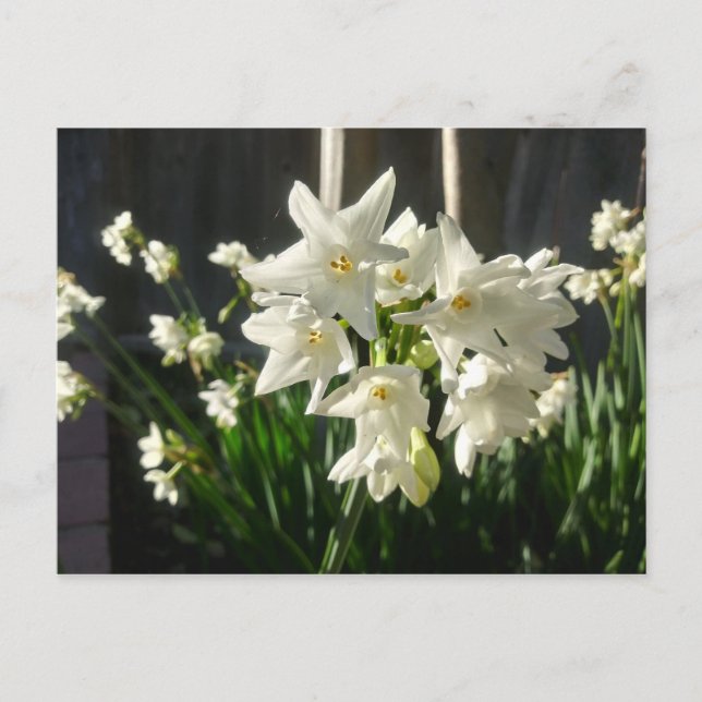 Paperwhites Narcissus Postcard (Front)